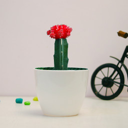 Gift of One Moon Cactus Plants