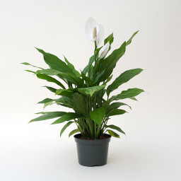 Gift of One Peace Lily Plants