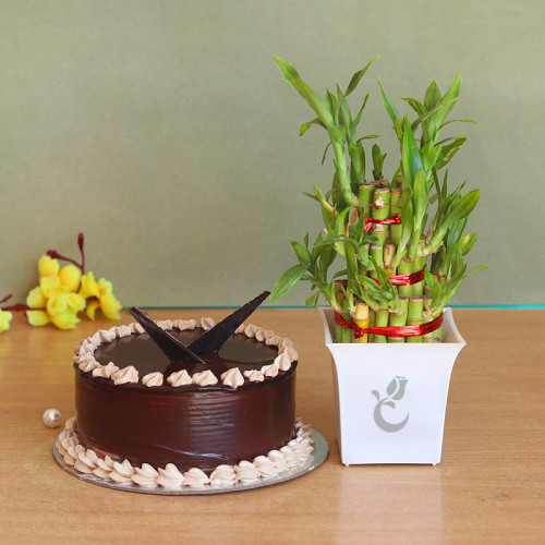 Chocolate cake +Lucky bamboo