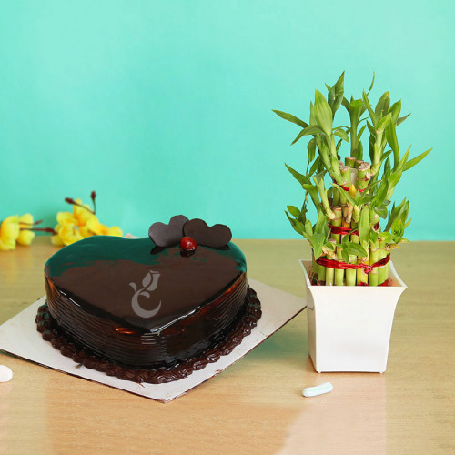 Heart shaped chocolate cake + Lucky bamboo