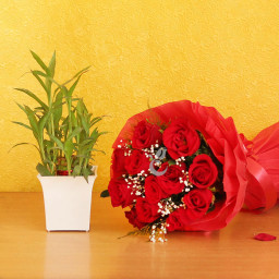 Combo  Gift of 12 Red Roses  with Bamboo Plant
