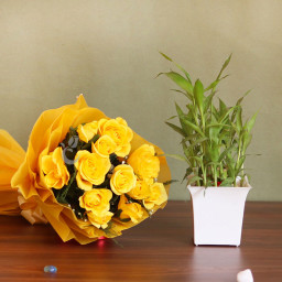Combo Gift  of 12 yellow Roses  with Bambo Plant