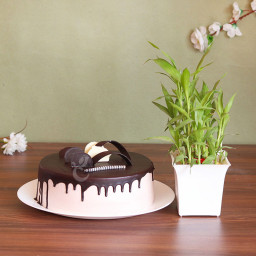 Combo Gift of Half kg Chocolate truffle cake with 2 layered bamboo plant