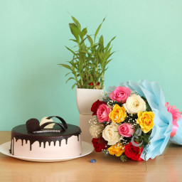 Combo Gift Hamper of 12 mixed roses bouquet with Half kg  chocolate truffle cake and  bamboo plant 