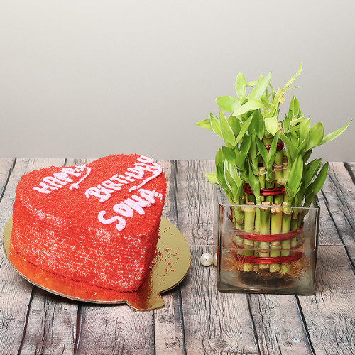 Half Kg Red Velvet Cake with Lucky Bamboo Plant
