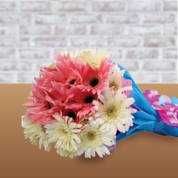 10 Pink Gerberas & 10 White Gerberas Blue Paper Packing