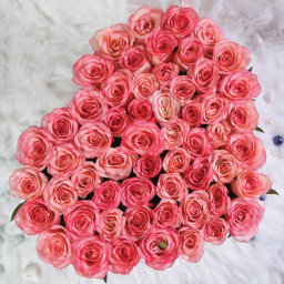 50 Pink Roses - Top View
