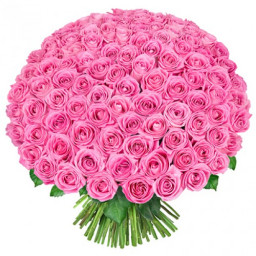 1000 Pink Roses