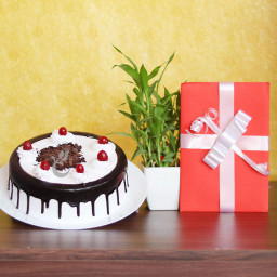 Combo Gift of  Bamboo with Half Kg Black Forest Cake and Greeting Card