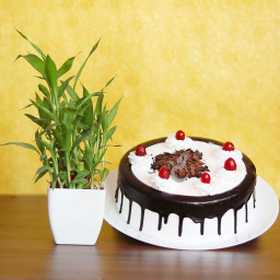  Lucky Bamboo with Half kg Black Forest Cake Combo Gift