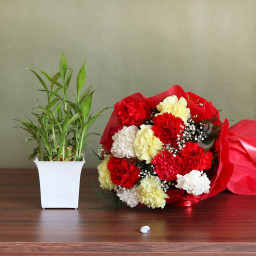 Combo of 12 Mix Carnations with Lucky Bamboo Plant