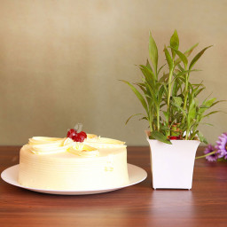 Combo of 1 Lucky Bamboo Plant and Half Kg Butterscotch Cake