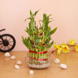 3 Layer Lucky Bamboo Plant Gift 